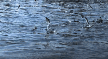 2.gif